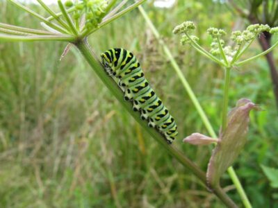 My Sabbath Garden Image